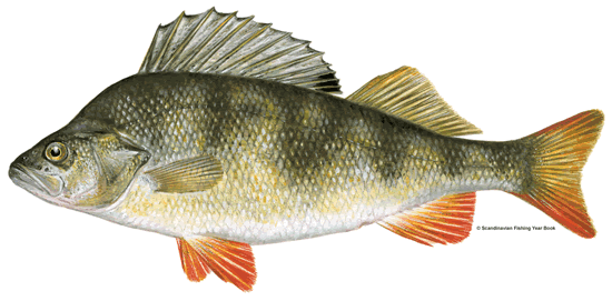 <p>persico </p>