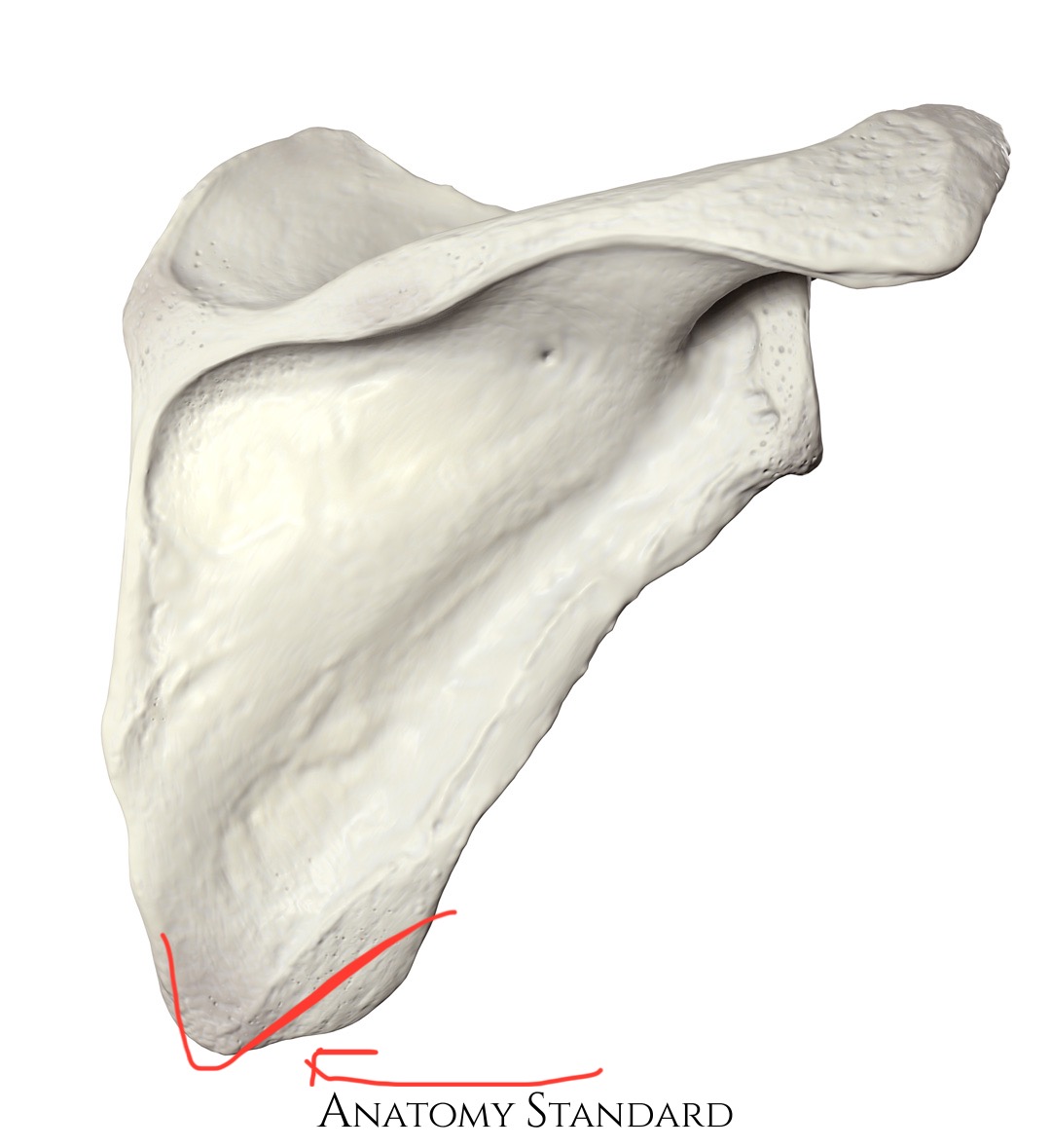 <p>scapula, argentina/south africa</p>