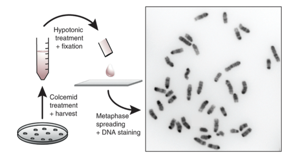 <ul><li><p class="Paragraph SCXO193510334 BCX4" style="text-align: left;"><span style="background-color: inherit; line-height: 19.55px; color: windowtext;"><span>Chromosomes from cell preparations can be 'spread' on a microscopic slide for analysis</span></span><span style="line-height: 19.55px; color: windowtext;"><span>&nbsp;</span></span></p><ul><li><p class="Paragraph SCXO193510334 BCX4" style="text-align: left;"><span style="background-color: inherit; line-height: 19.55px; color: windowtext;"><span>Want to collect them in metaphase</span></span><span style="line-height: 19.55px; color: windowtext;"><span>&nbsp;</span></span></p></li><li><p class="Paragraph SCXO193510334 BCX4" style="text-align: left;"><span style="background-color: inherit; line-height: 19.55px; color: windowtext;"><span>As they are more condensed</span></span><span style="line-height: 19.55px; color: windowtext;"><span>&nbsp;</span></span></p></li><li><p class="Paragraph SCXO193510334 BCX4" style="text-align: left;"><span style="background-color: inherit; line-height: 19.55px; color: windowtext;"><span>Can be distinguished from each other</span></span><span style="line-height: 19.55px; color: windowtext;"><span>&nbsp;</span></span></p></li><li><p class="Paragraph SCXO193510334 BCX4" style="text-align: left;"><span style="background-color: inherit; line-height: 19.55px; color: windowtext;"><span>Chromosomes in prometaphase are less compacted and thus reveal more detail</span></span><span style="line-height: 19.55px; color: windowtext;"><span>&nbsp;</span></span></p><ul><li><p class="Paragraph SCXO193510334 BCX4" style="text-align: left;"><span style="background-color: inherit; line-height: 19.55px; color: windowtext;"><span>Can find structural features</span></span><span style="line-height: 19.55px; color: windowtext;"><span>&nbsp;</span></span></p></li></ul></li></ul></li></ul><p></p>