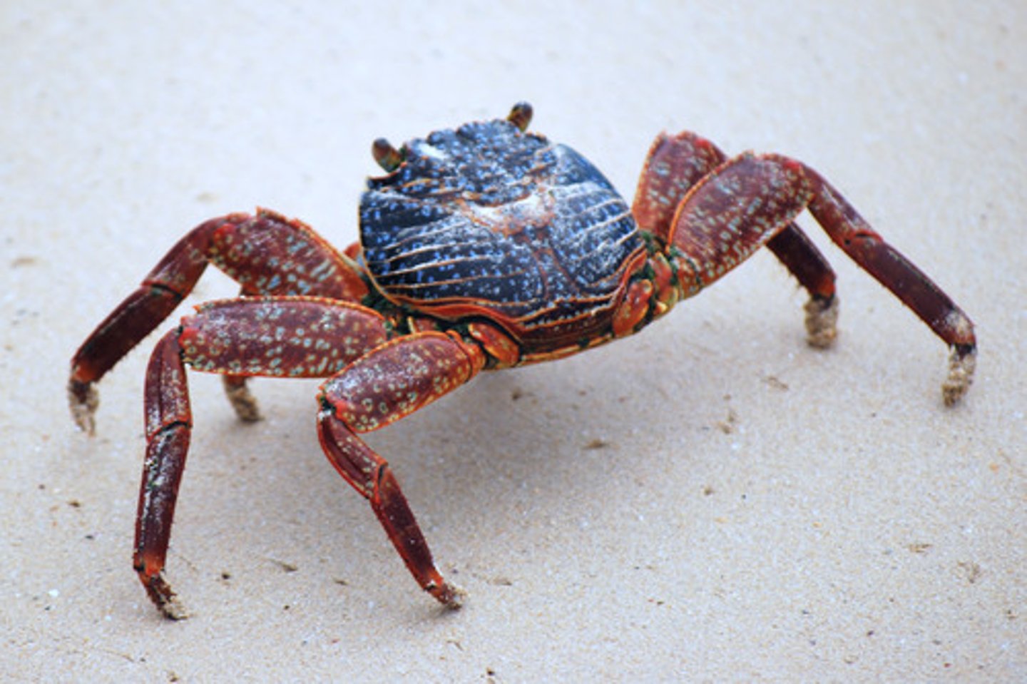 <p>-crustaceans in marine and freshwater, some terrestrial</p><p>-planktonic species and larvae</p><p>ex. shrimp, lobsters, crab, barnacle, isopod.</p><p>-most eat algae or detritus</p><p>-2 tagmata: cephalothorax (covered by carapace) and abdomen</p><p>-appendages are segmentally arranged and usually biramous (2 branched)</p><p>-exoskeleton, sometimes calcified</p><p>-crustaceans have compound eyes, usually stalked, and gills for gas exchange</p><p>-head has 4 appendages. made of 2 pair antennae and 1 pair mandibles.</p><p>-behind mandibles are 1st and second maxillae, used for sorting and handling food.</p><p>-abdominal appendages are smaller than walking legs and called swimmerets (or pleopods) used to swim and reproduction</p><p>-rostrum - nose thing</p>