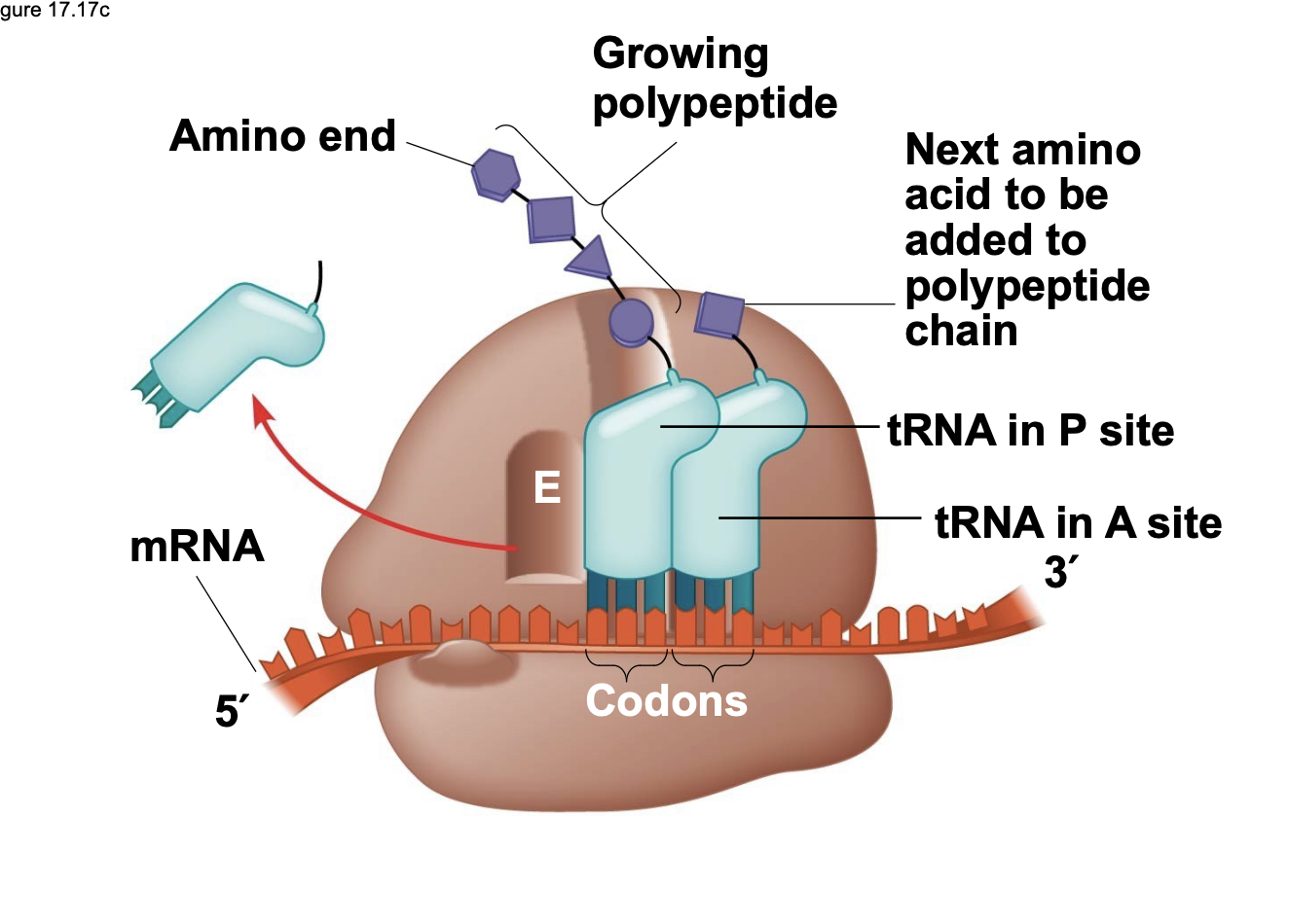 <p>A ribosome has three binding sites for tRNA \n ▪ The P site holds the tRNA that has the growing polypeptide chain covalently attached to its 3 ́ end \n ▪ The A site holds the tRNA that has the next amino acid to be added to the chain attached to its 3 ́ end \n ▪ The E site is the exit site, where tRNAs that were previously in the P site will leave the ribosome after the growing polypeptide is transferred to the next tRNA</p>