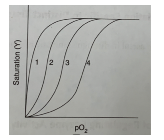 <p>Increased BPG concentration 4</p><p>Increased pH 2</p><p>Dissociation of hemoglobin into subunits. 1</p>