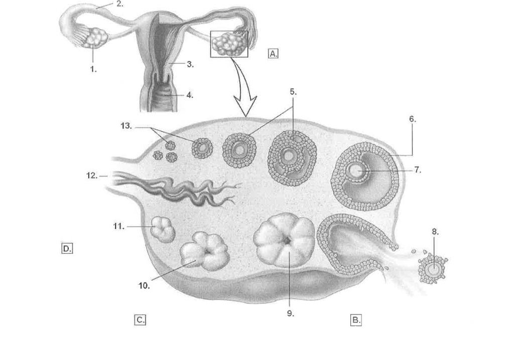 <p><strong>Label the structures presented above:&nbsp;</strong></p><ol><li><p></p></li><li><p></p></li><li><p>&nbsp;</p></li><li><p>&nbsp;</p></li><li><p></p></li><li><p>&nbsp;</p></li><li><p></p></li><li><p>&nbsp;</p></li><li><p>&nbsp;</p></li><li><p>&nbsp;</p></li><li><p>&nbsp;</p></li><li><p>&nbsp;</p></li><li><p>&nbsp;</p></li></ol><p></p><p><strong>A)</strong> &nbsp;</p><p><strong>B)</strong>&nbsp;</p><p><strong>C)</strong> &nbsp;</p><p><strong>D)</strong> </p>