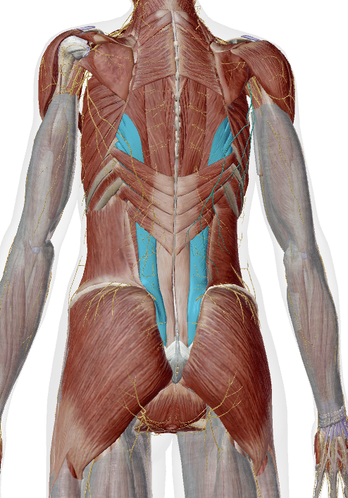 <p>iliac crest, all ribs </p>