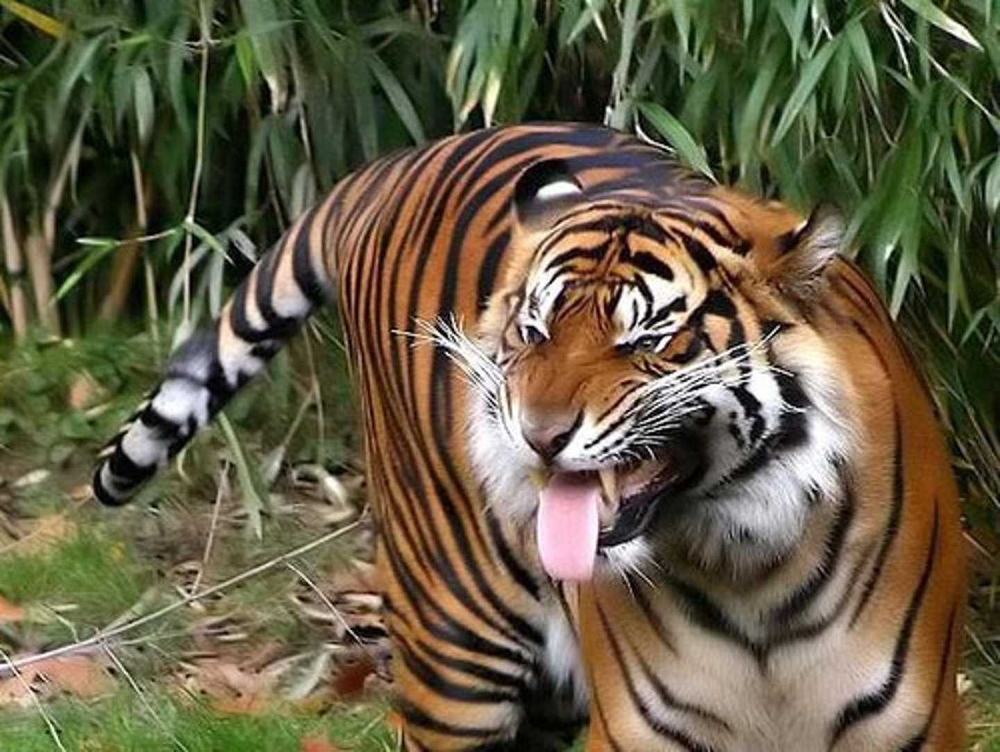 <p>Structures on the tongue housing taste buds.</p>