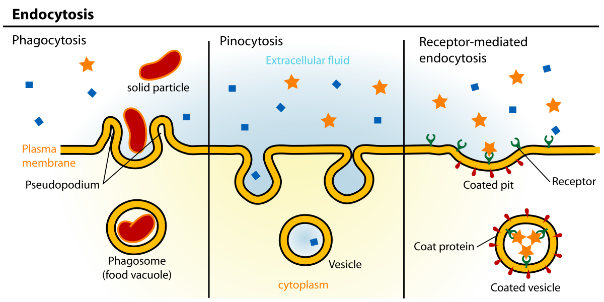 <ul><li><p>when the particles that want to enter a cell are just too large, the cell uses a portion of the cell membrane to engulf the substance</p><ul><li><p>forms a pocket, pinches in, and eventually forms either a vacuole or a vesicle</p></li></ul></li><li><p><strong>Pinocytosis</strong>: the cell ingests liquids</p></li><li><p><strong>Phagocytosis</strong>: the cell takes in solids</p></li><li><p><strong>Receptor-mediated endocytosis:</strong> involves cell surface receptors that work in tandem with endocytic pits that are lined with a protein called clathrin</p><ul><li><p>when a particle, or ligand, binds to one of these receptors, the ligand is brought into the cell by the invagination, or “folding in” of the cell membrane</p></li><li><p>vesicle then forms around the incoming ligand and carries it into the cell’s interior</p></li></ul></li></ul>