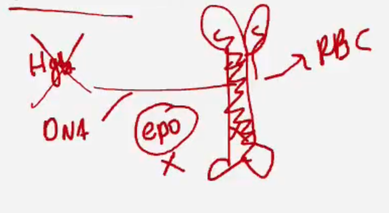<p><span>The bone marrow isn’t producing enough RBCs — due to causes like chronic disease, renal failure (↓EPO), or bone marrow suppression.</span></p><p></p><p></p>
