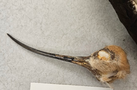 <p>the bill curves upwards</p>