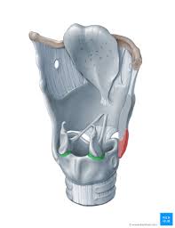 <p>cricothyroid joint </p>