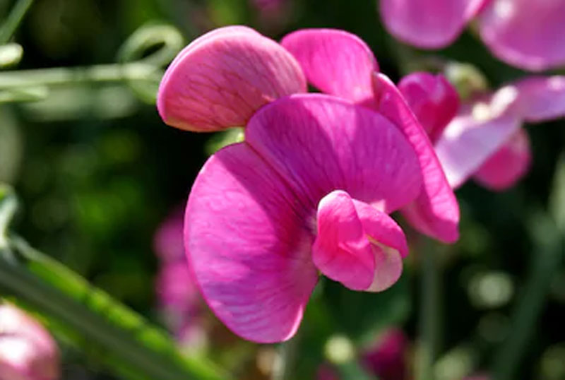 <p>Butterfly</p>