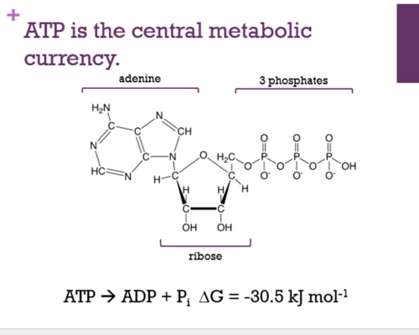 <p>ATP</p>