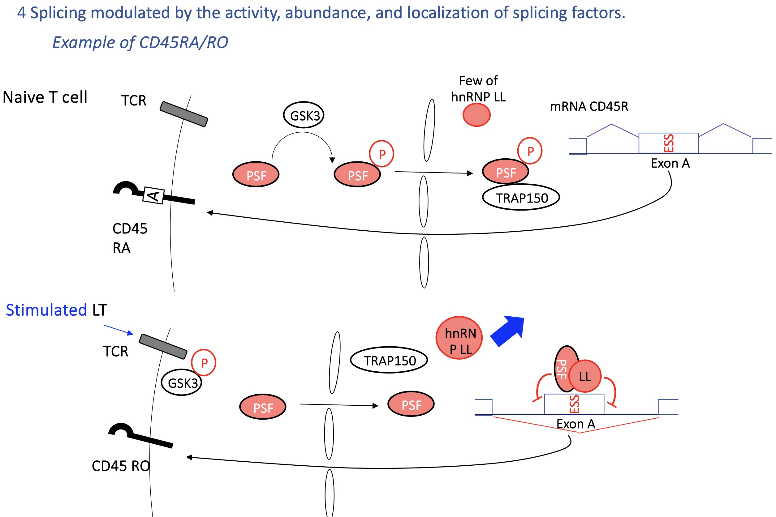 <ul><li><p>T-cell receptor (TCR) signaling affects <strong>hnRNP LL</strong> and <strong>PSF</strong> activity → regulates inclusion of <strong>exon A</strong>.</p></li><li><p>Naive T cells (CD45RA) vs activated T cells (CD45RO) produce different CD45 isoforms.</p></li></ul><p>SO&nbsp;</p><ul><li><p><strong>CD45RA (naive T cells)</strong>: exon A included.</p></li><li><p><strong>CD45RO (activated T cells)</strong>: exon A skipped.</p></li><li><p>Controlled by <strong>hnRNP LL</strong> and <strong>PSF</strong>, regulated by TCR-GSK3 signaling.<br>→ Allows T cells to adapt splicing during activation</p></li></ul><p></p>
