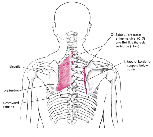 rhomboid muscles 

slight upward movement accompanying Retraction