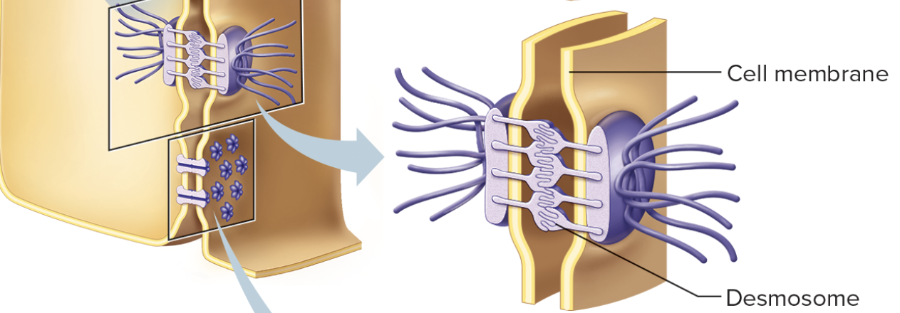 <p>a desmosome binds cells by forming rivets between cell membranes (e.g. cells of the outer skin layer) </p>