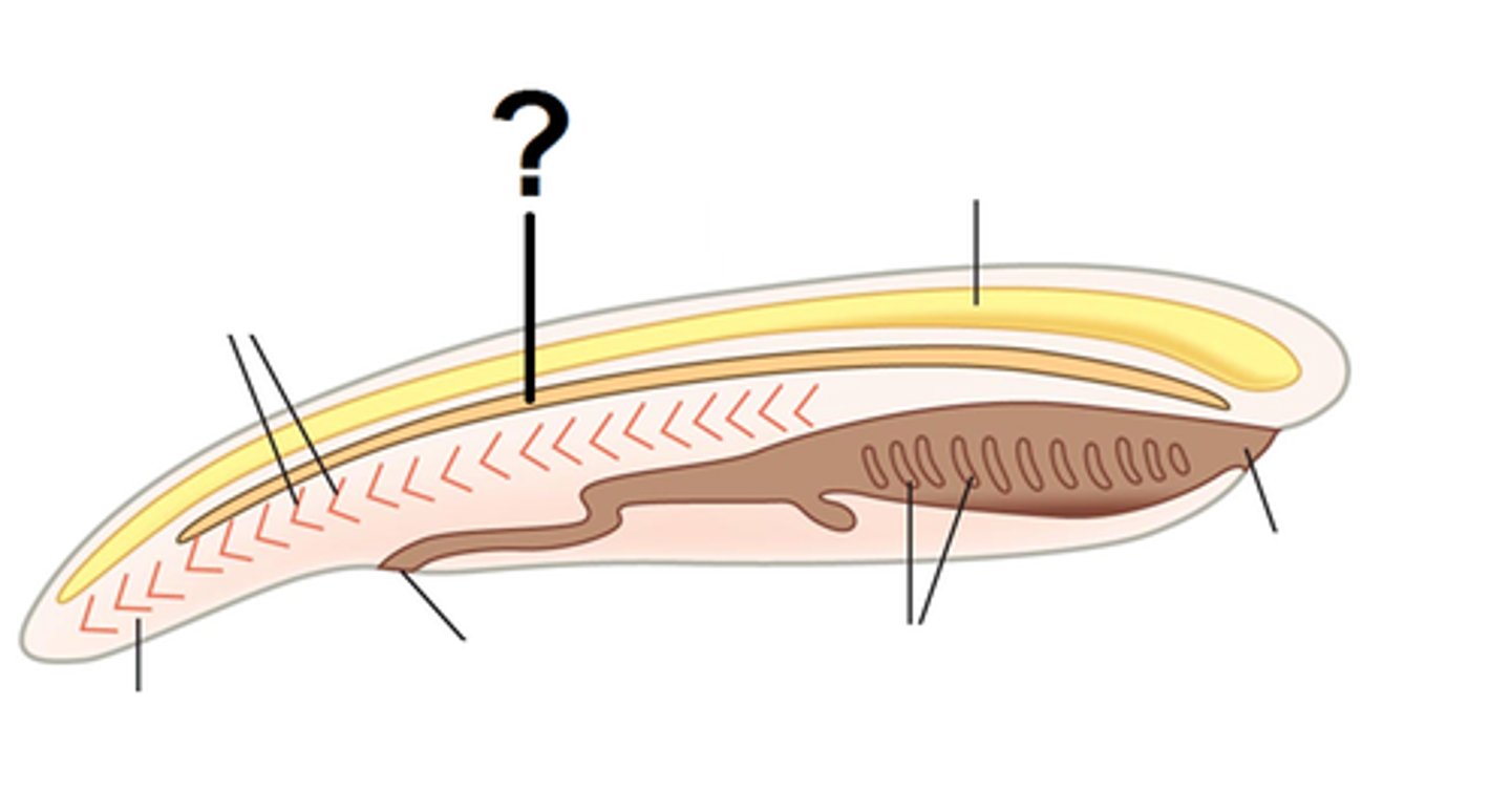 <p>- stiff yet flexible cartilaginous supporting rod along dorsal axis </p><p>- provide skeletal support for early diverging chordates </p><p>- replaced by jointed "backbone" </p>