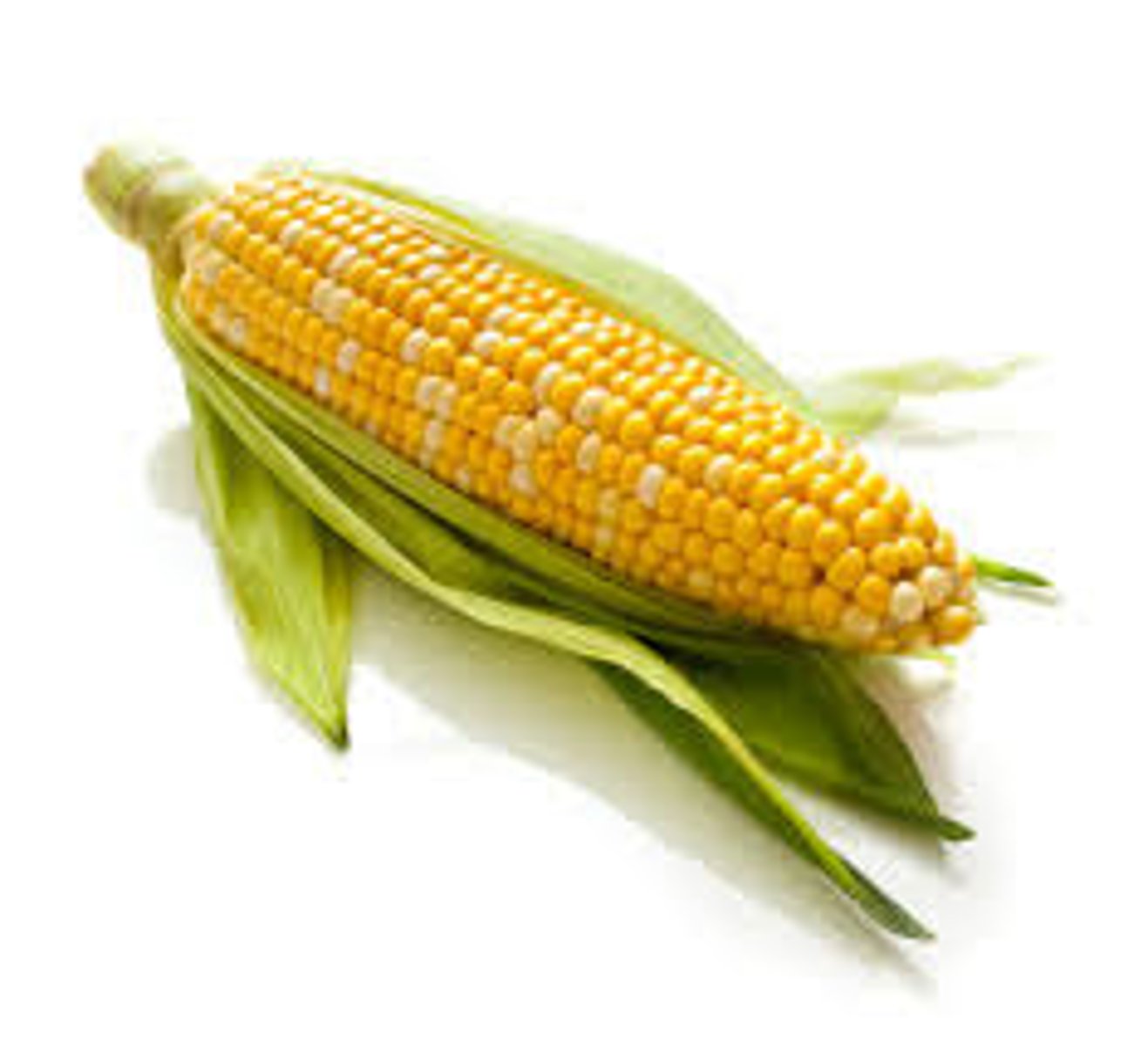 <p>el elote, el choclo<br>corn</p>