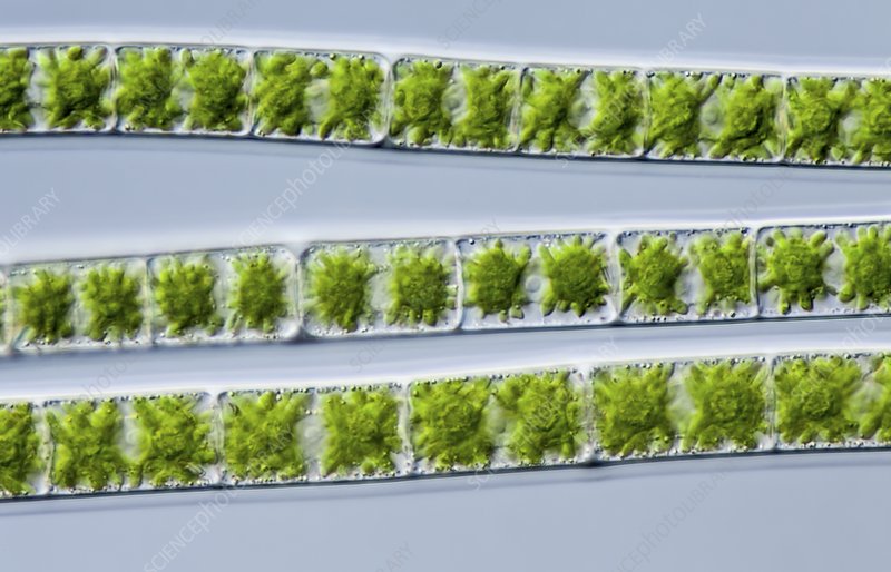 <p>Multi green longers</p>