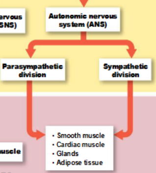 <p>regulates smooth muscle, cardiac muscle, and glandular activity </p>