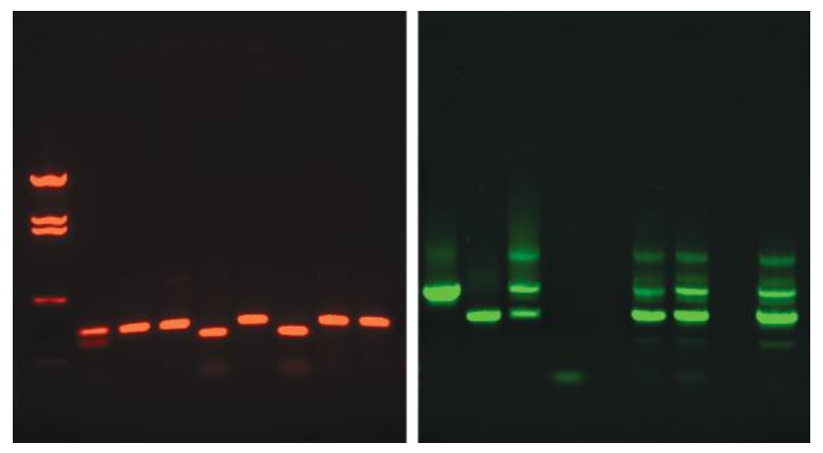 A DNA–dye complex emitting fluorescence on UV-light exposure. Ethidium bromide–containing agarose gel (left). SYBR Green 1–containing agarose gel (right). (© Richard C. Li.)