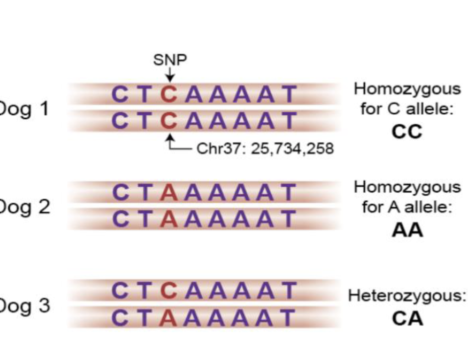 <p>How do we figure out which genes contribute to the phenotype?</p>