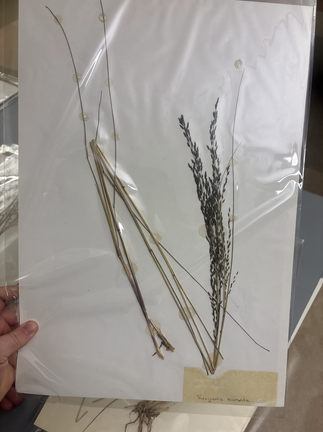 <p>Eragrosteae - Eragrostis curvula - weeping lovegrass </p>