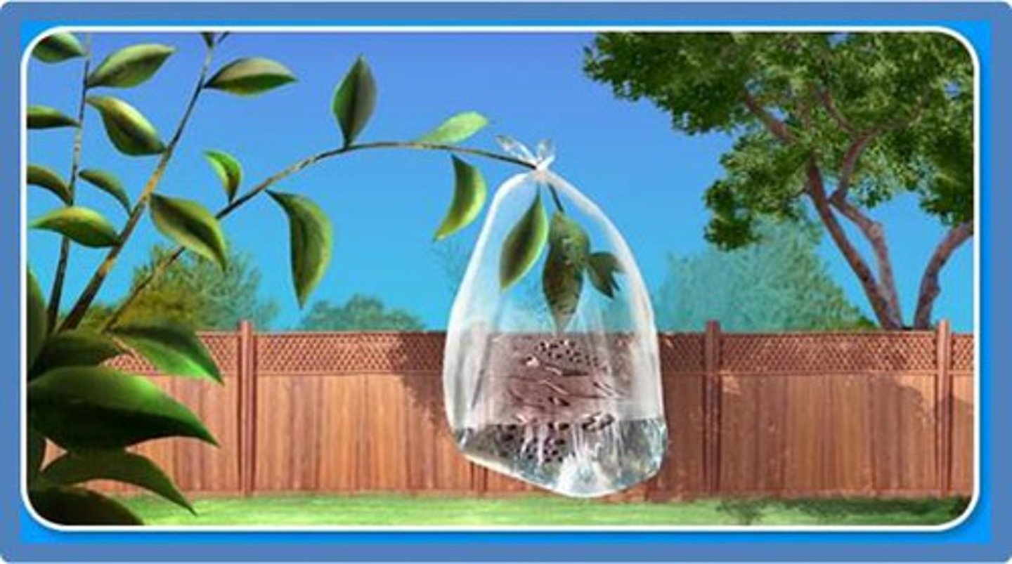 <p>the water that plants give off as part of their respiratory process (they "breathe" in carbon dioxide and "breathe" out oxygen - in this process, they also make water)</p>