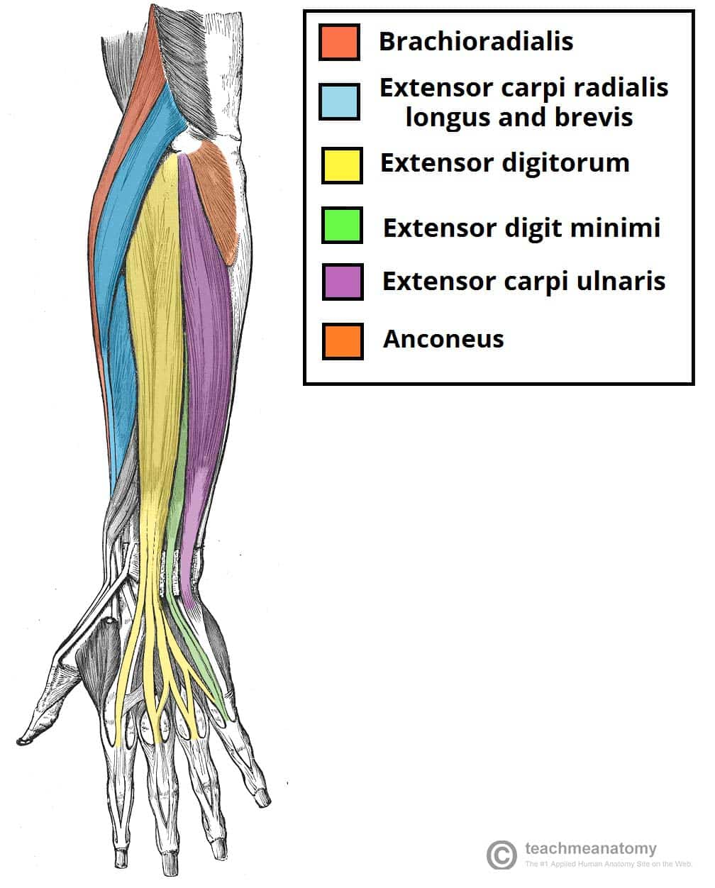 <p>O: lateral epicondyle of wrist</p><p>I: Metacarpal 3</p><p>A: extend and abduct wrist</p>