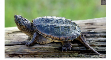 <p>Snapping turtle</p>