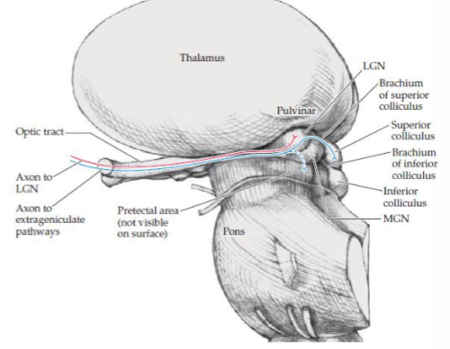 <p>- Geniculate</p><p>- Extra geniculate</p>
