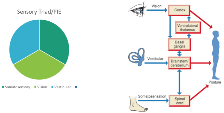 <p>vision, vestibular, somatosensory</p>