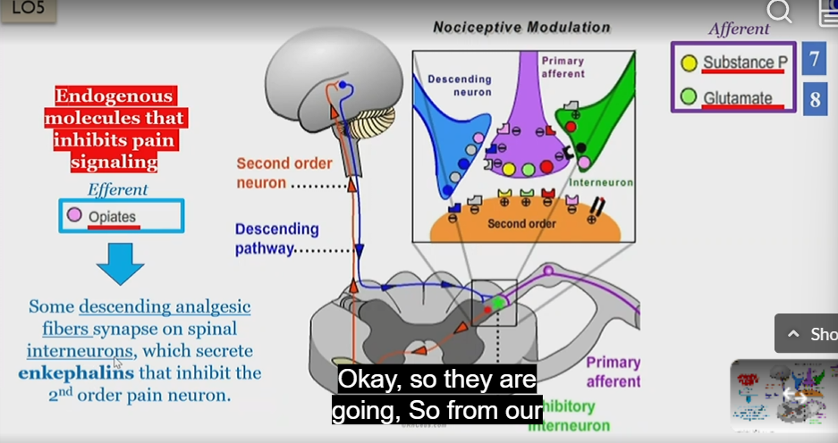 <p>OPOID RELEASE TO STOP PAIN </p><p>IN CNS</p><p></p><p>Primary afferent neurons move signal from pain stimulus to spinal cord in substancia gelatinosa</p><p></p><p>Substance P and glutamate are released into second order neurons</p><p></p><p>The second order pathway connects with the descending efferent pathway which releases opiates into primary afferent neurons </p><p></p><p>These opiates are then received by the primary afferent neurons, which inhibits the release of substance P and Glutamate</p><p></p>