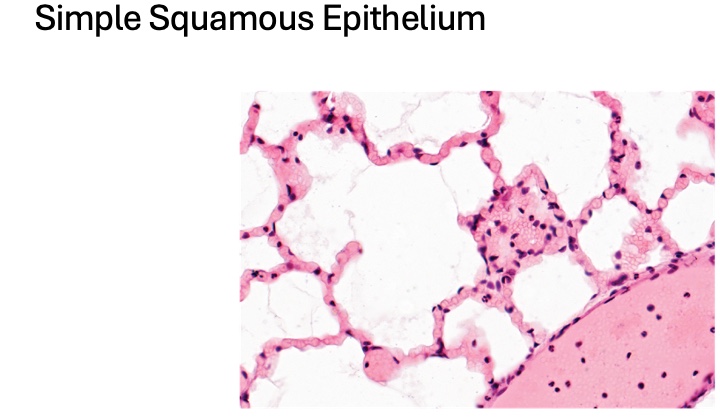<p>location of simple squamous epithelium</p>