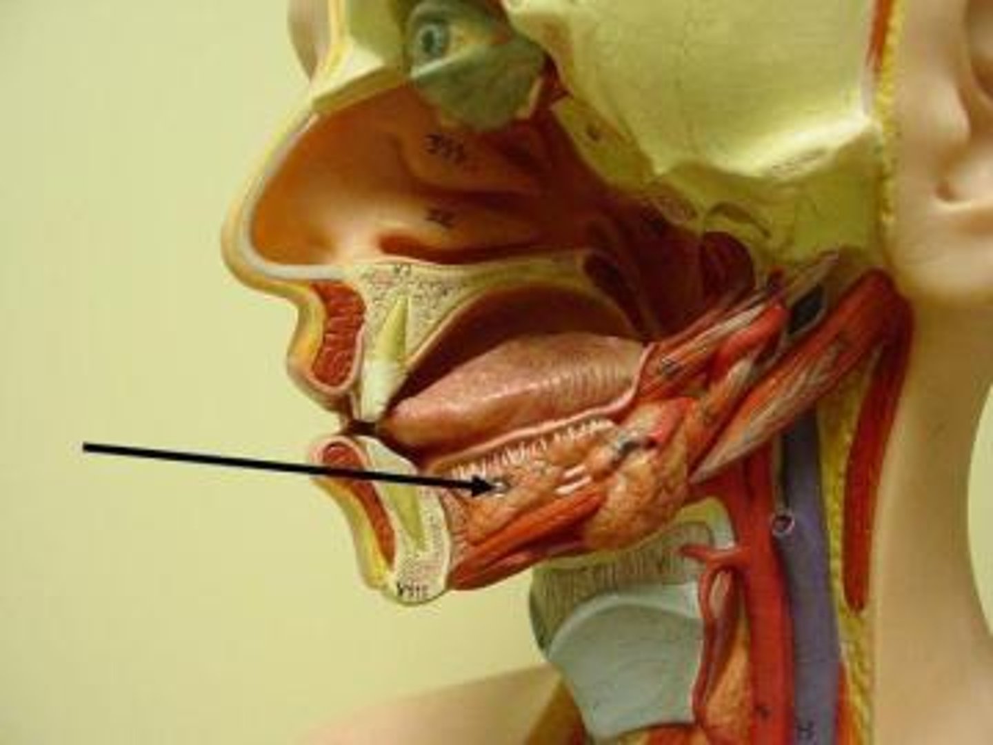 <p>Facial nerve CN VII. Secretes mucous</p>