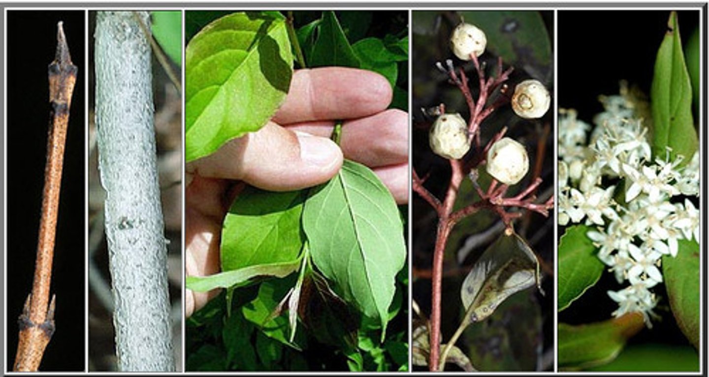 <p>Cornaceae Cornus racemosa</p>