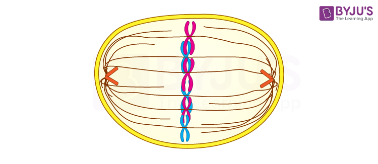 <ul><li><p>Spindle fibers align chromosomes in the middle of the cell</p></li></ul>