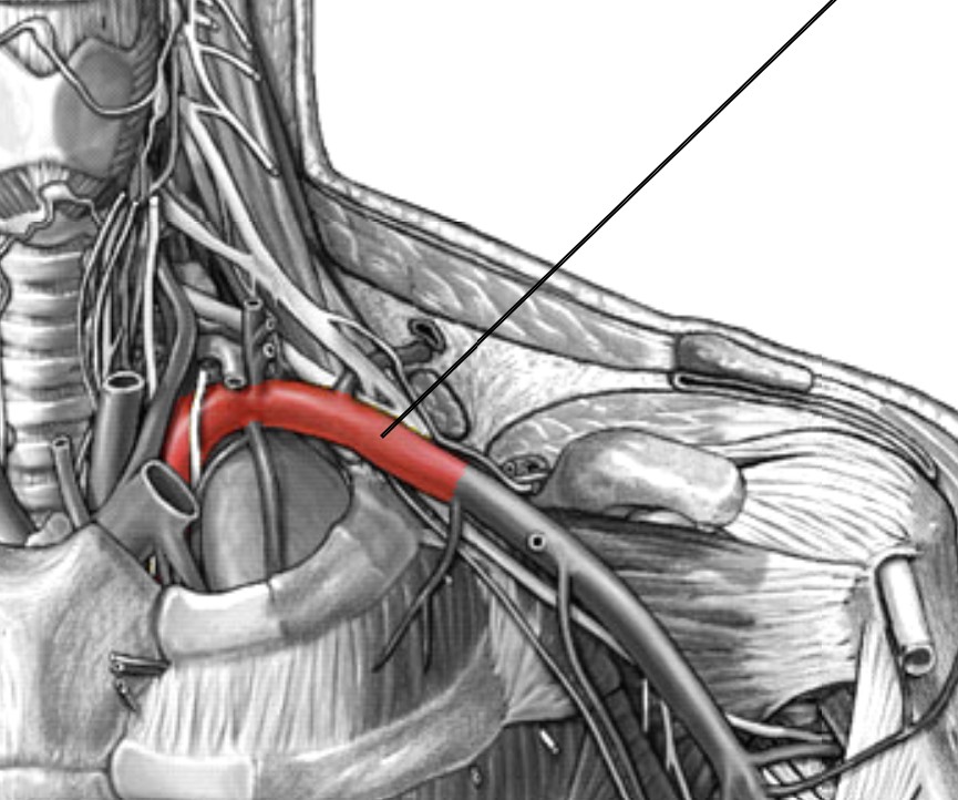 <p>Which arteries:</p><ul><li><p>Base of neck, just beneath the left collarbone (clavicle)</p></li><li><p>Lateral to left common carotid</p></li></ul><p></p>
