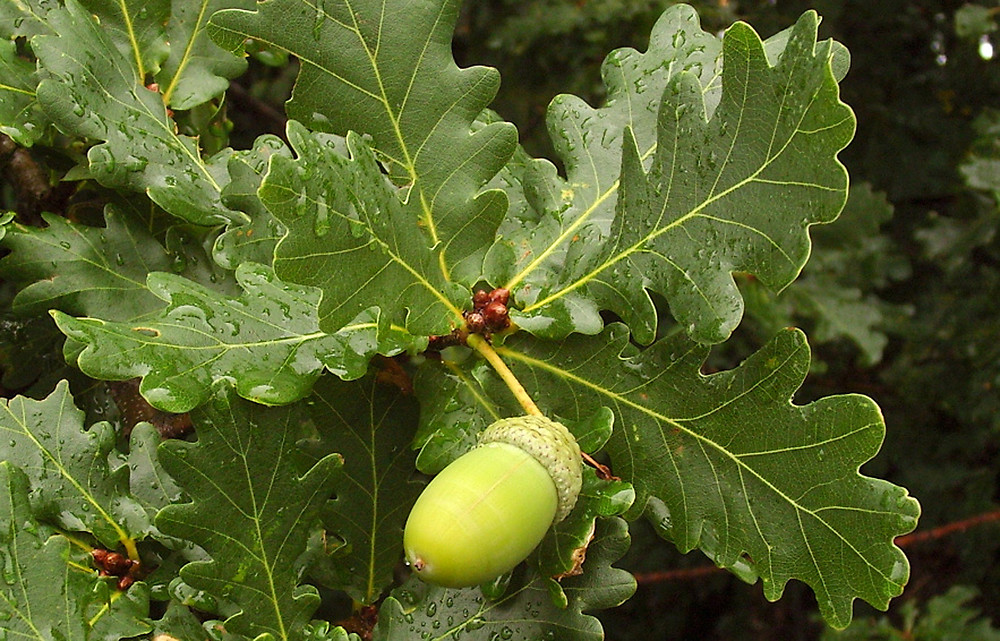 <p>English Oak</p>