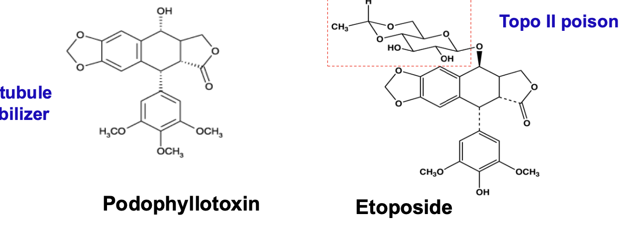 <ol><li><p>Does not bind directly to DNA</p></li><li><p>Stabilizes a covalent intermediate form of the <strong><em><mark data-color="green" style="background-color: green; color: inherit"><u>DNA topiosomerase II complex</u></mark></em></strong></p></li></ol><p></p>
