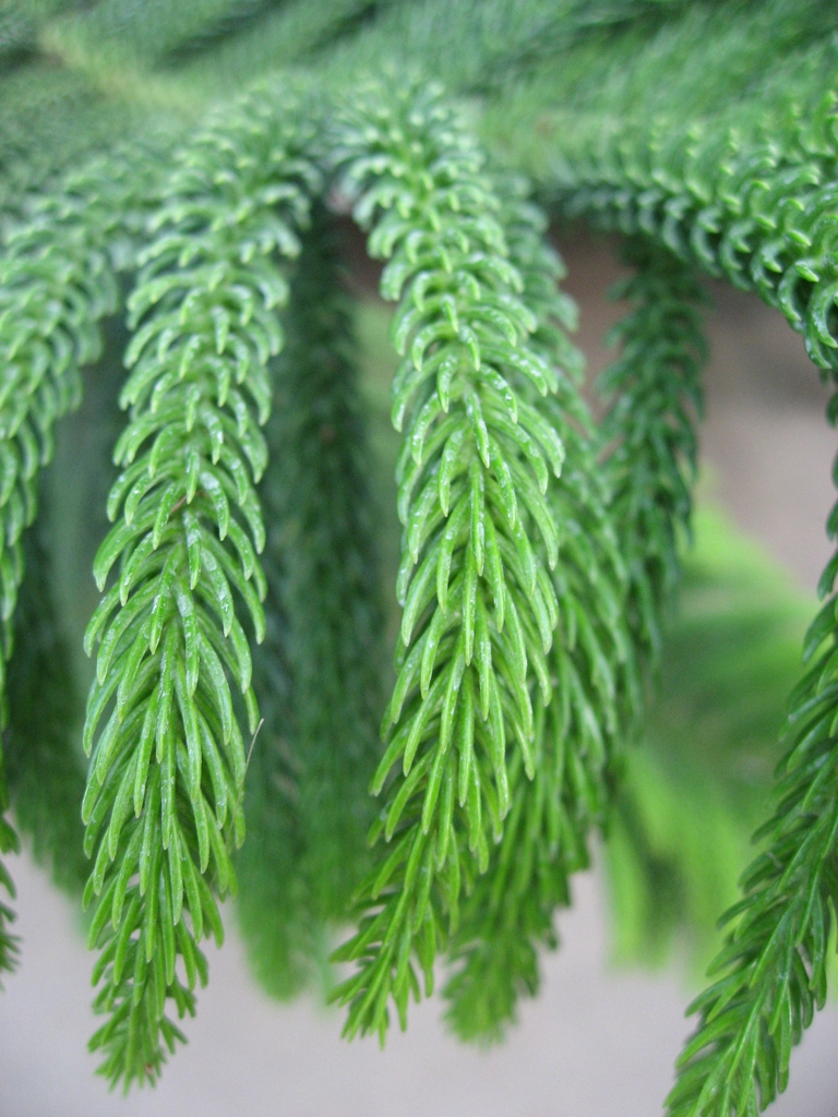 <ul><li><p>indoor ornamental</p></li><li><p>needles: awl, waxy, shiny, feels fake</p></li><li><p>bark: dry spikes, brn / red</p></li></ul>