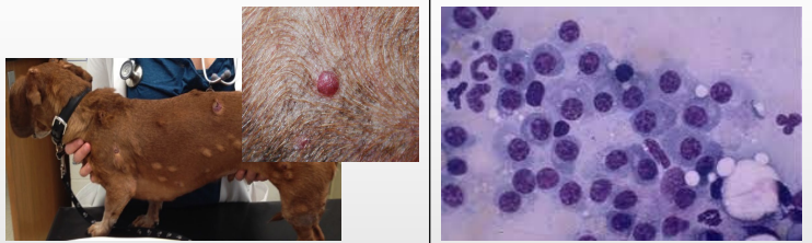 <p>What is this?</p><p>Describe the cells</p><p>Behaviour?</p>