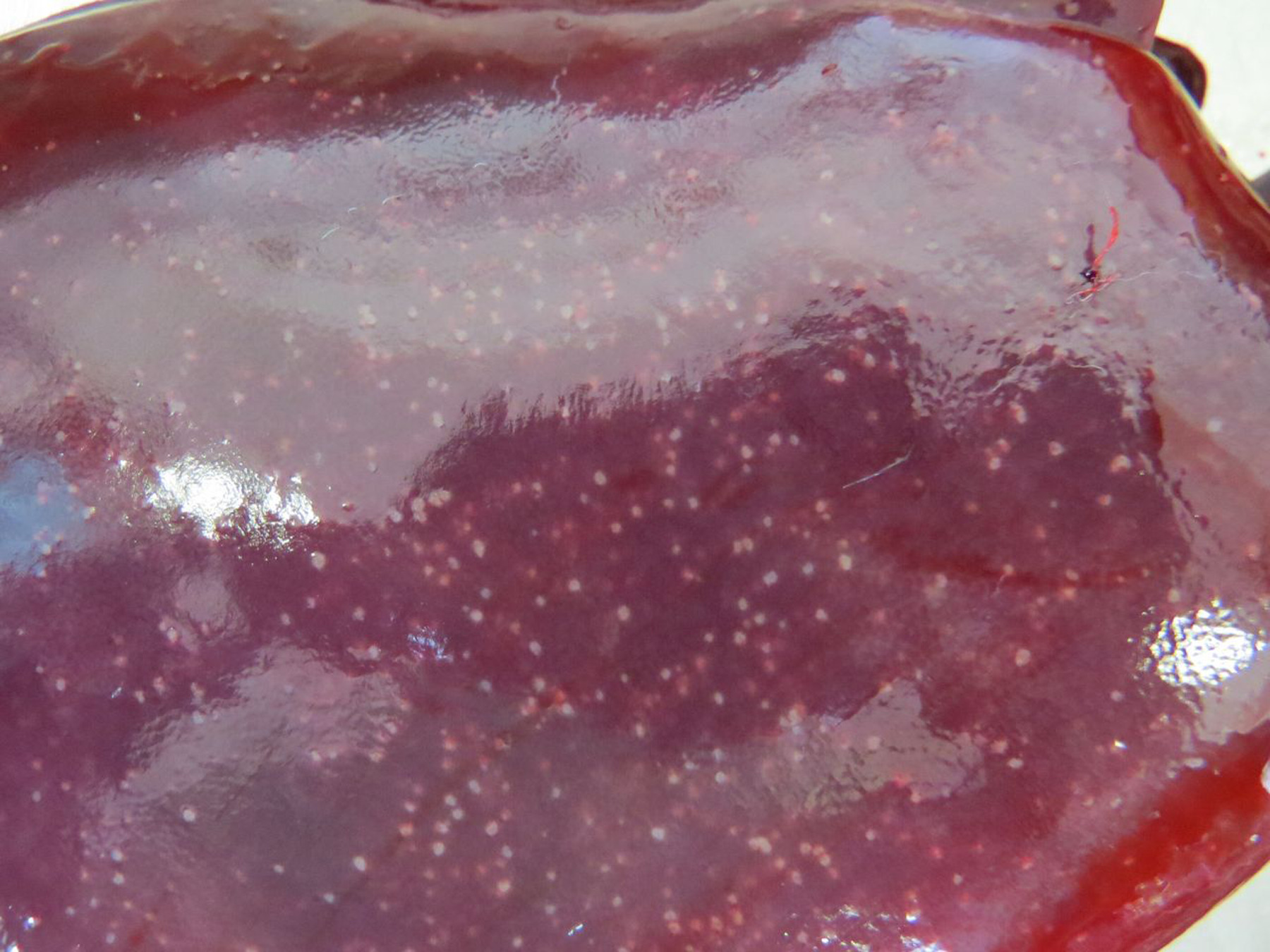 <p>Multifocal Hepatic necrosis (pyogranulomatous)</p>