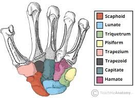 <p>closest to the metacarpals / palm</p><p>Trapezium, Trapezoid, Capitate, Hamate</p><p></p>