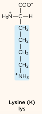 <p>positively charged R group</p>