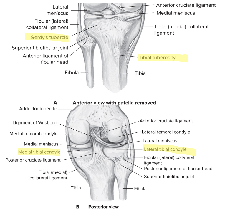 Tibial landmarks