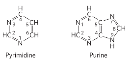 <p>pyrimidine bond at N-1</p><p>purine bond at N-9</p>
