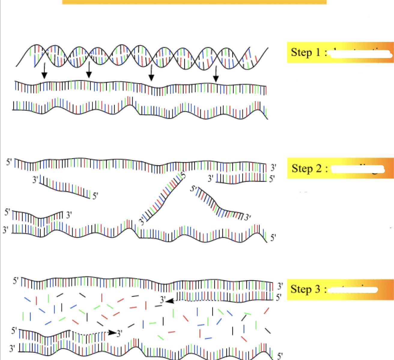 <p>A- identified the molecular techniques here</p><p>B - What is the pre requisites of it</p><p>C - identified its steps 1,2,3</p><p>D- give 4 applications of this technique</p>