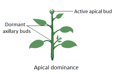 <p>central stem of the plant is dominant over (i.e., grows more strongly than) other side stems</p>