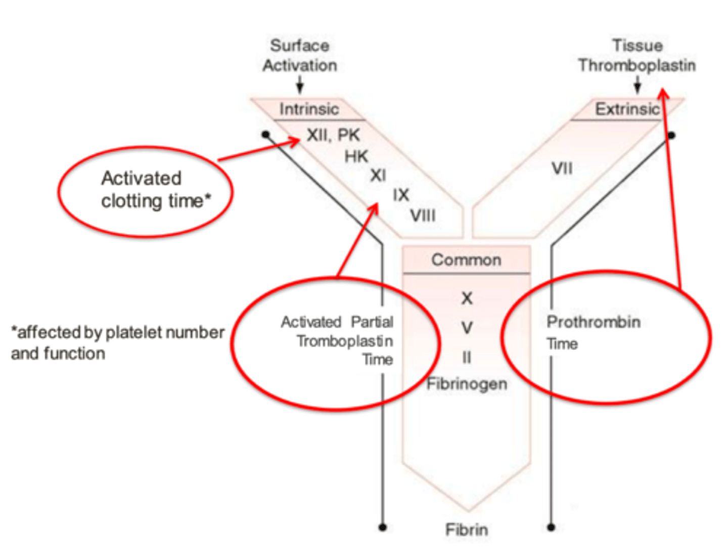 <p>extrinsic and common pathways (factors III, Vii, X, V, II, and FIB)</p>