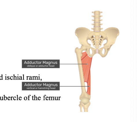 <p>o: </p><ul><li><p>pubic/ischial ramus (adductor)</p></li><li><p>ischial tuberosity (hamstring)</p></li></ul><p></p><p>i:</p><ul><li><p>linea aspera </p></li><li><p>gluteal tuberosity </p></li><li><p>adductor tubercle </p></li></ul><p></p>
