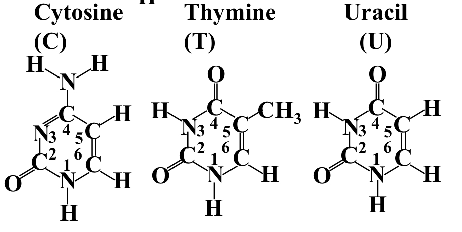 Cytosine, thymine and uracil 